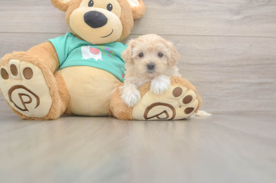 Playful Malt a Poo Poodle Mix Puppy