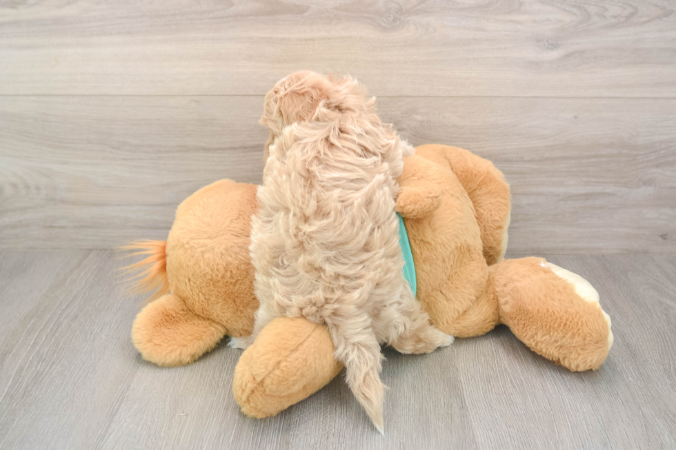 Little Moodle Poodle Mix Puppy