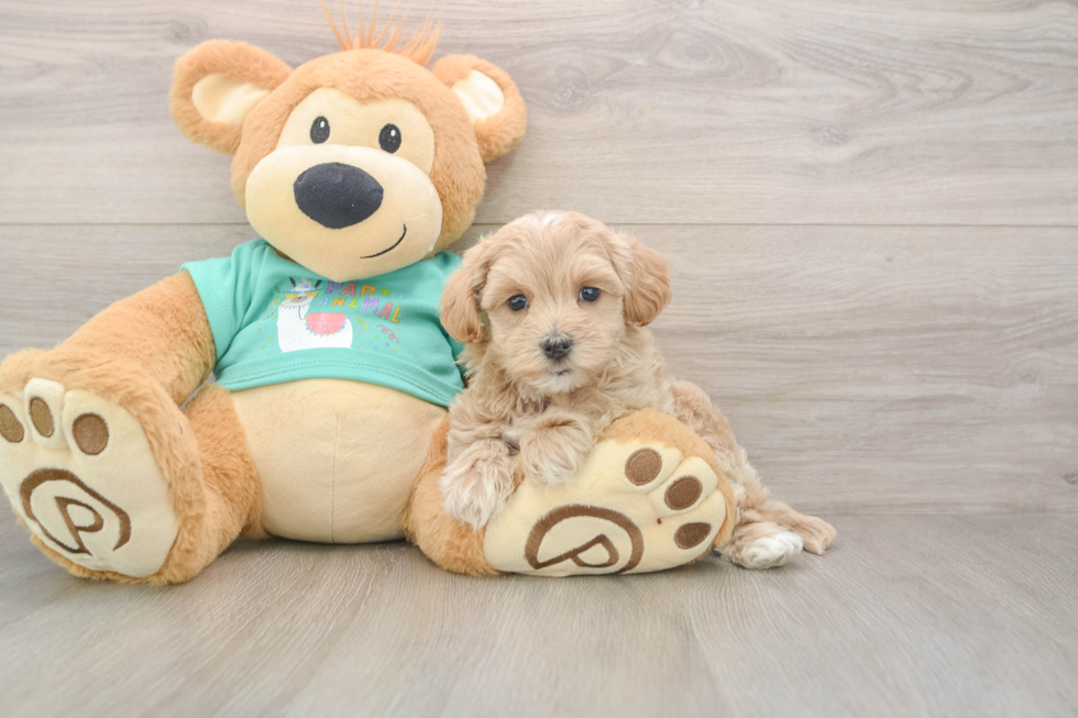 Friendly Maltipoo Baby