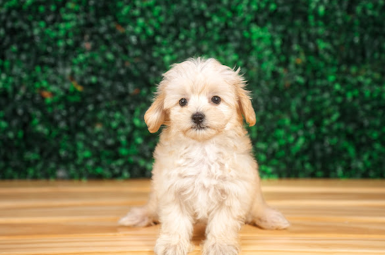 Cute Maltipoo Baby