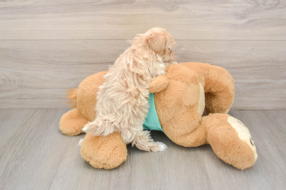 Maltipoo Puppy for Adoption