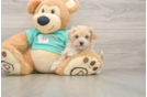 Best Maltipoo Baby