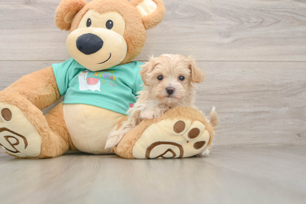 Best Maltipoo Baby