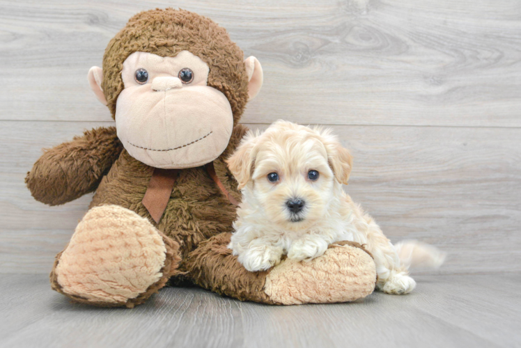 Funny Maltipoo Poodle Mix Pup