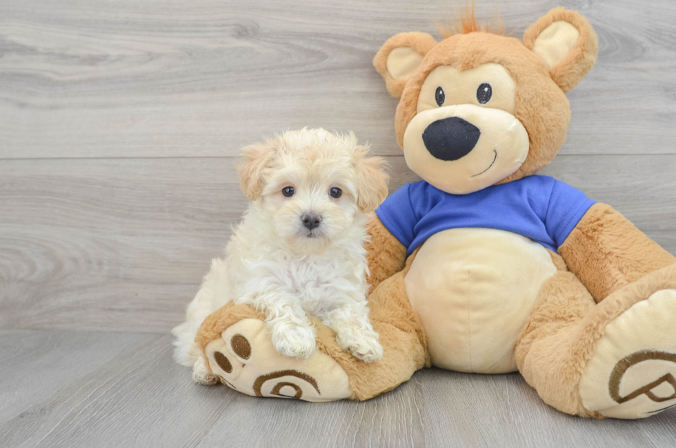 6 week old Maltipoo Puppy For Sale - Puppy Love PR