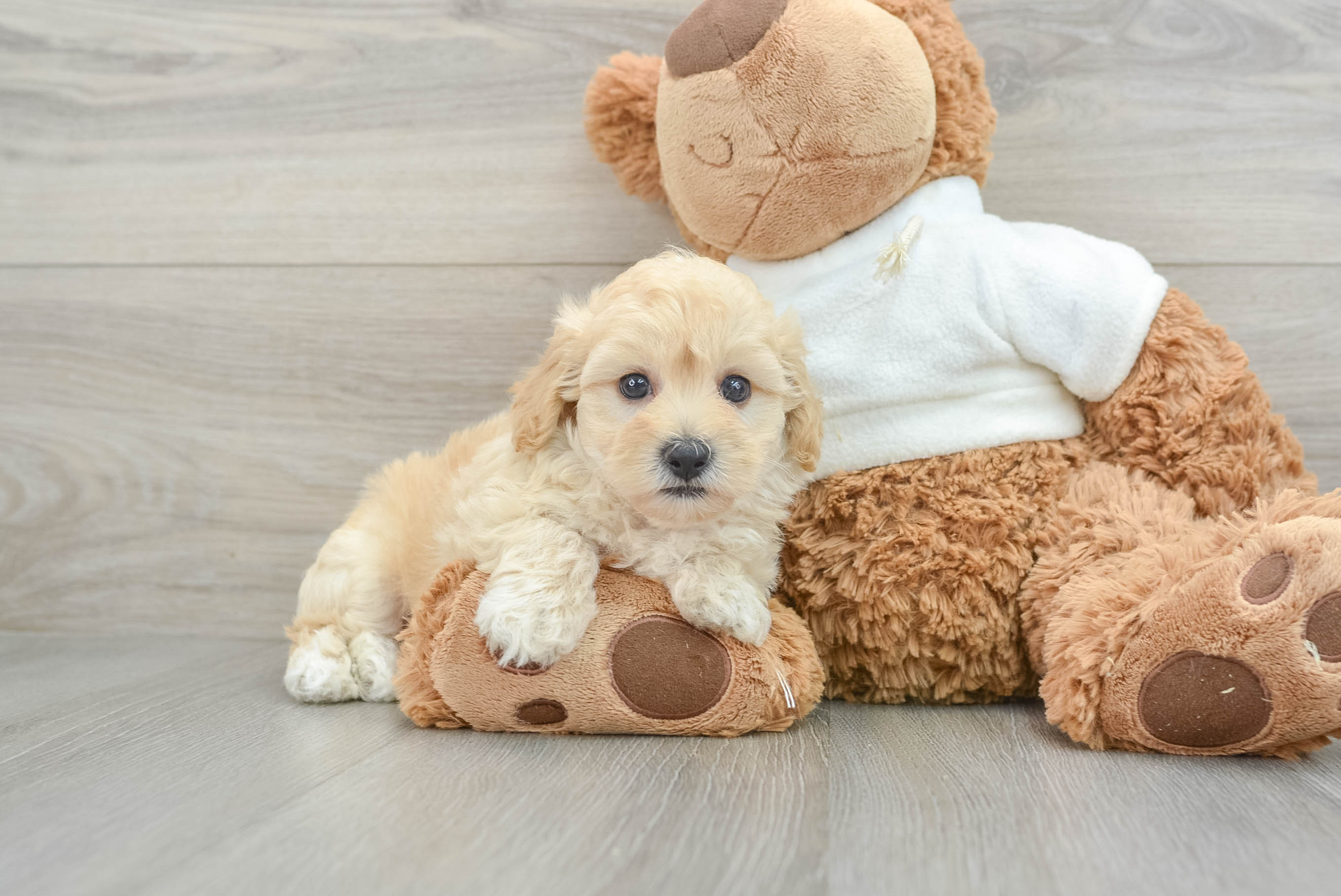 Maltipoo Pup Being Cute