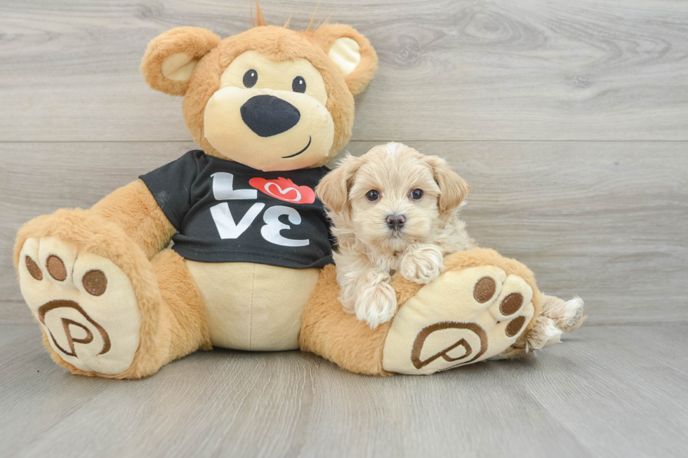 Maltipoo Pup Being Cute