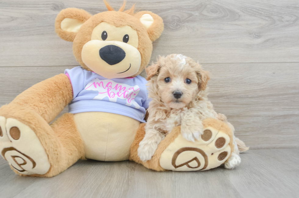 5 week old Maltipoo Puppy For Sale - Puppy Love PR