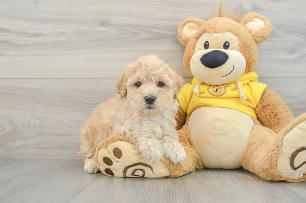 5 week old Maltipoo Puppy For Sale - Puppy Love PR
