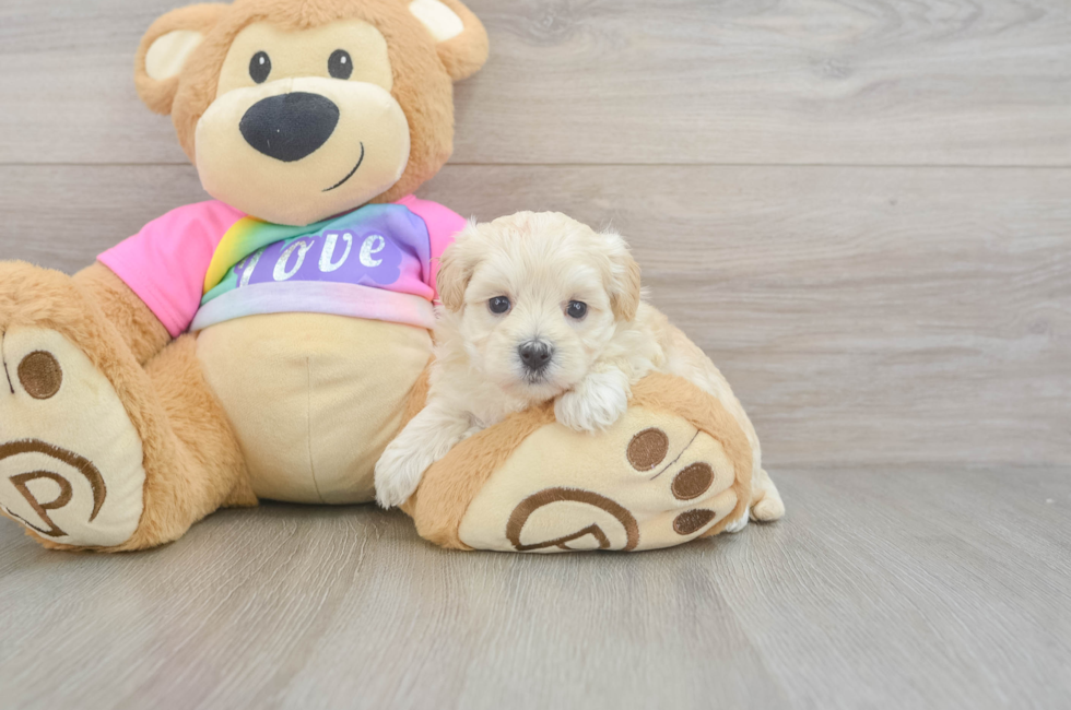 5 week old Maltipoo Puppy For Sale - Puppy Love PR