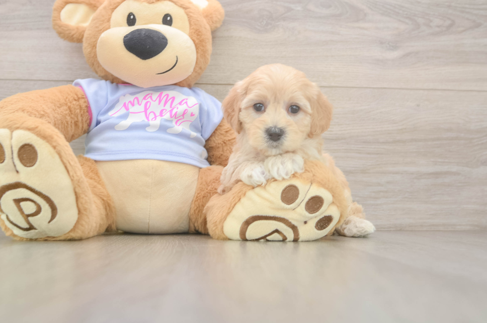 5 week old Maltipoo Puppy For Sale - Puppy Love PR