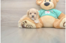 Maltipoo Pup Being Cute