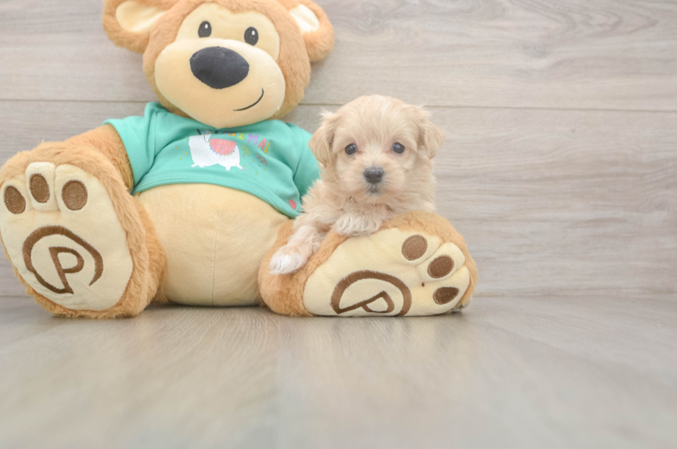 5 week old Maltipoo Puppy For Sale - Puppy Love PR