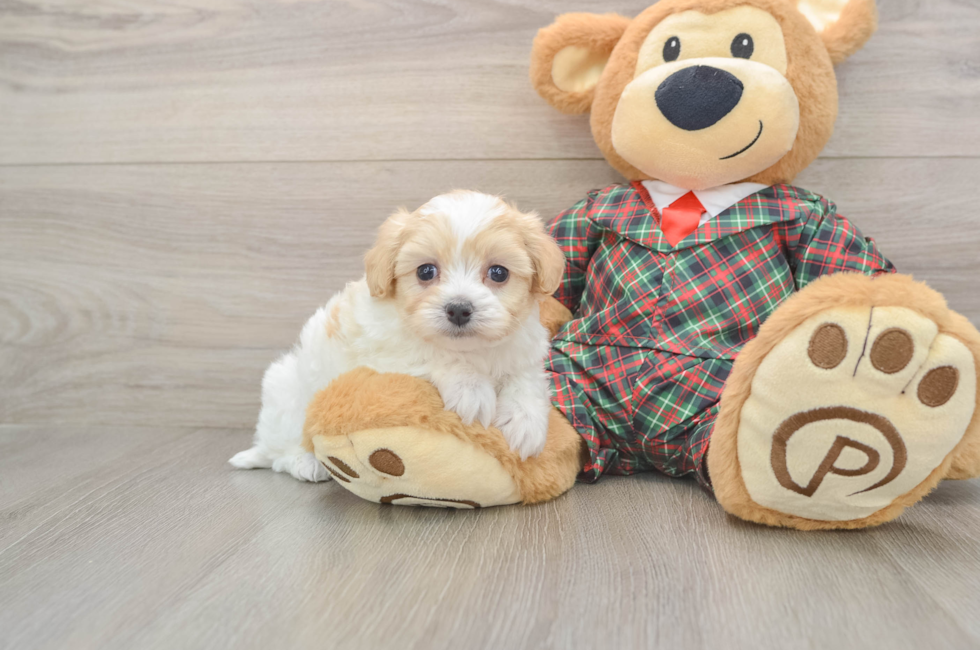 5 week old Maltipoo Puppy For Sale - Puppy Love PR