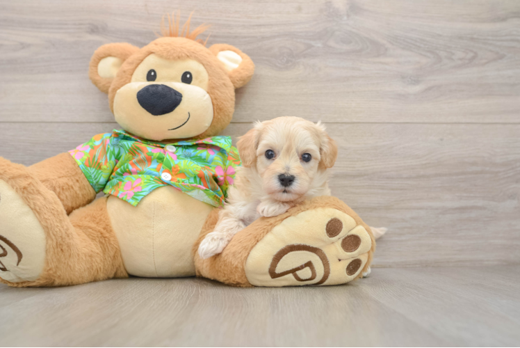 Energetic Malt a Poo Poodle Mix Puppy