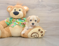 8 week old Maltipoo Puppy For Sale - Puppy Love PR