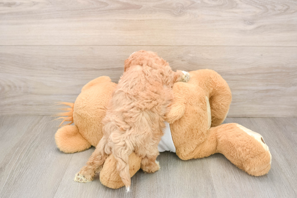 Funny Maltipoo Poodle Mix Pup