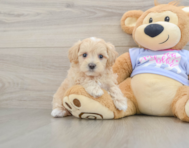9 week old Maltipoo Puppy For Sale - Puppy Love PR