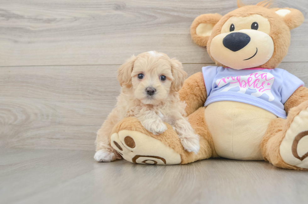 6 week old Maltipoo Puppy For Sale - Puppy Love PR