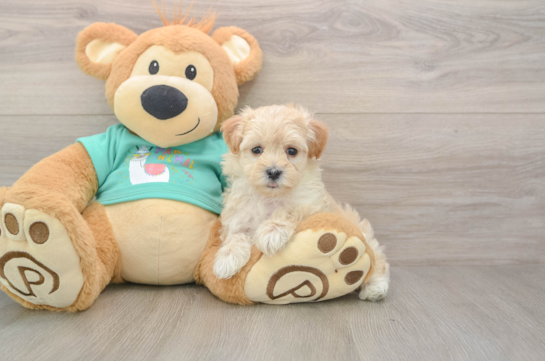 Maltipoo Pup Being Cute