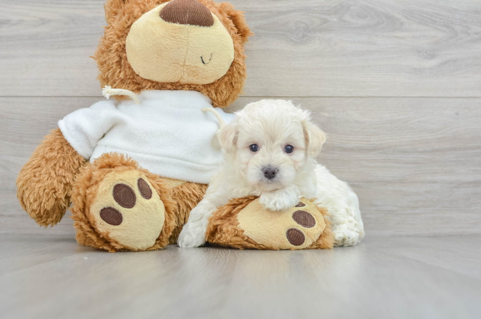 7 week old Maltipoo Puppy For Sale - Puppy Love PR