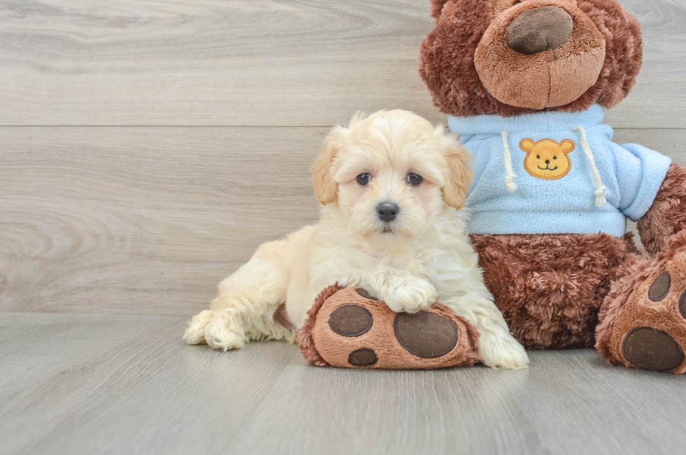 7 week old Maltipoo Puppy For Sale - Puppy Love PR