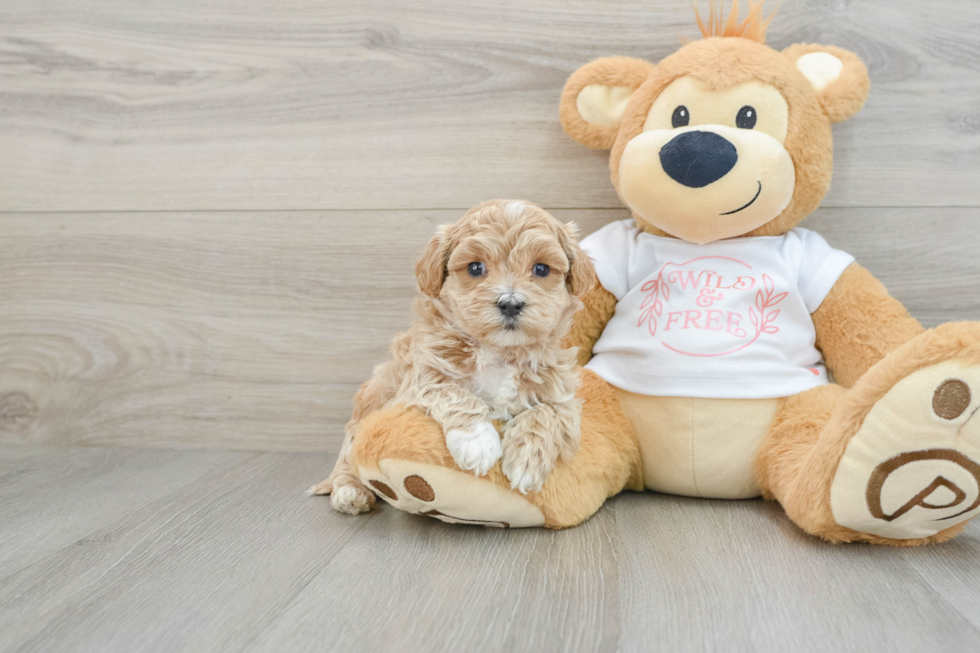 Best Maltipoo Baby