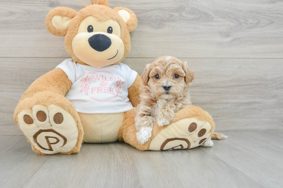 6 week old Maltipoo Puppy For Sale - Puppy Love PR