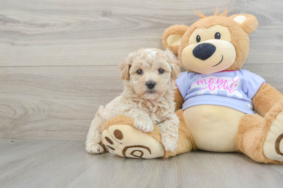 5 week old Maltipoo Puppy For Sale - Puppy Love PR