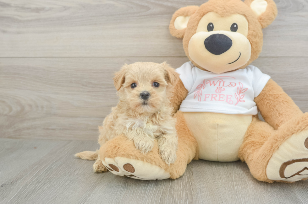6 week old Maltipoo Puppy For Sale - Puppy Love PR