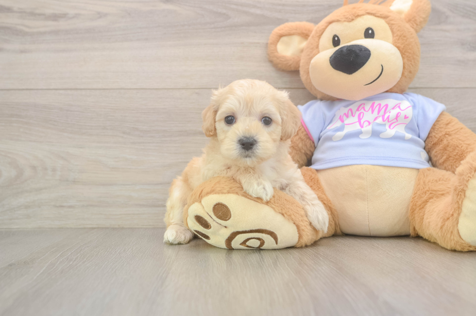 5 week old Maltipoo Puppy For Sale - Puppy Love PR