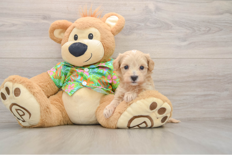 Energetic Malt Oodle Poodle Mix Puppy