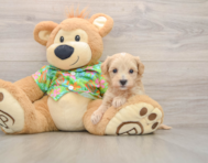 9 week old Maltipoo Puppy For Sale - Puppy Love PR