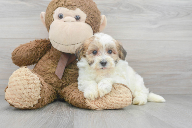 Meet Tucson - our Maltipoo Puppy Photo 1/3 - Puppy Love PR Maltipoo Puppy for Adoption
