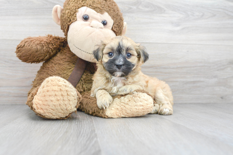 Fluffy Maltipoo Poodle Mix Pup