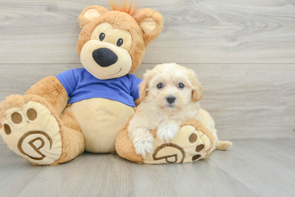 Popular Maltipoo Poodle Mix Pup