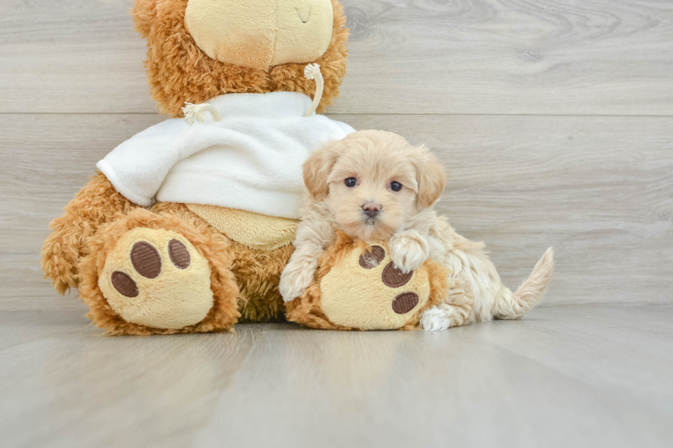 Maltipoo Pup Being Cute