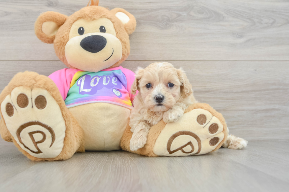 7 week old Maltipoo Puppy For Sale - Puppy Love PR