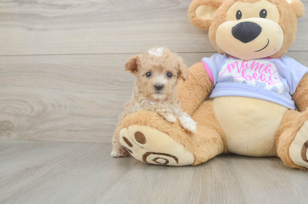 7 week old Maltipoo Puppy For Sale - Puppy Love PR