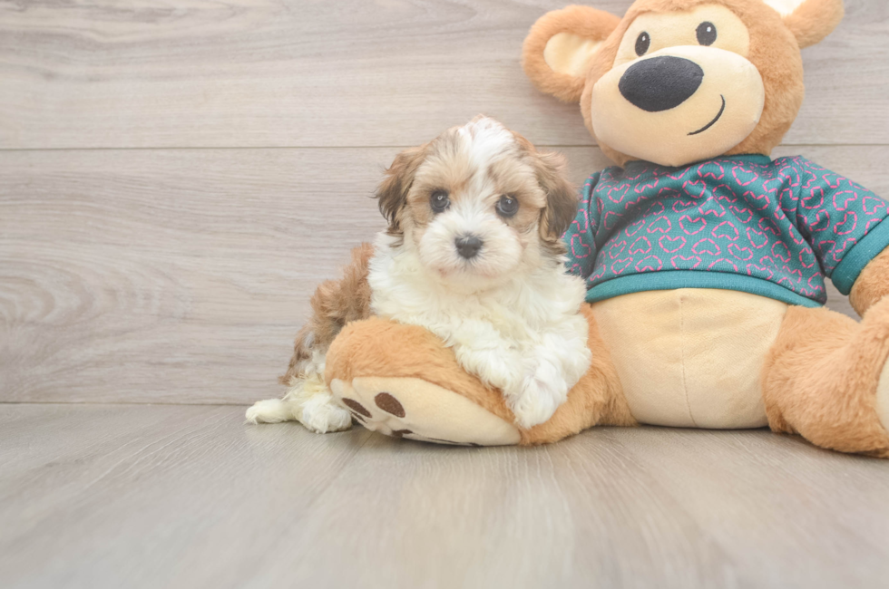 5 week old Maltipoo Puppy For Sale - Puppy Love PR