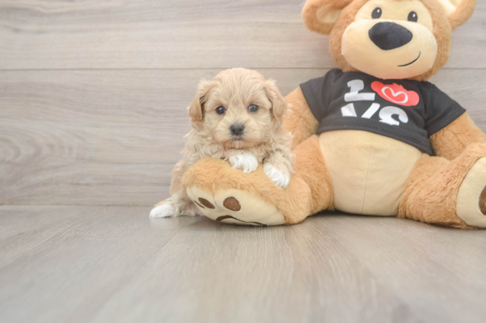 Cute Maltipoo Baby