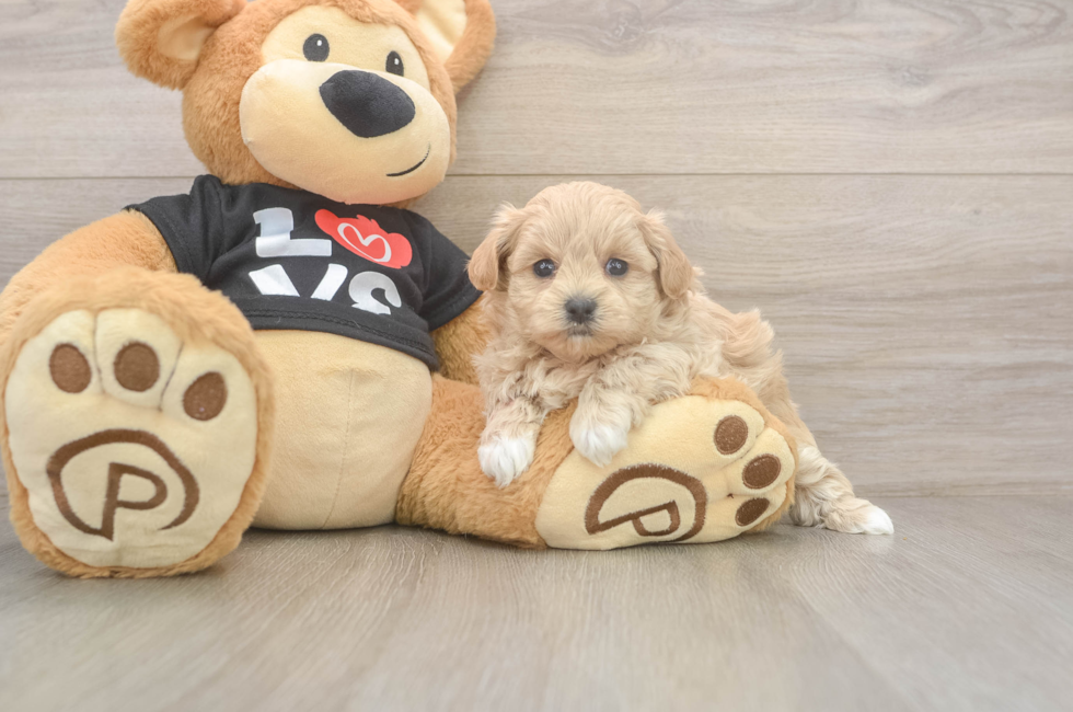 5 week old Maltipoo Puppy For Sale - Puppy Love PR
