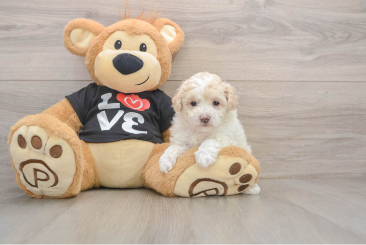 Fluffy Maltipoo Poodle Mix Pup