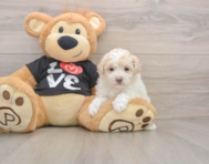 7 week old Maltipoo Puppy For Sale - Puppy Love PR
