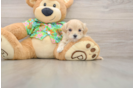 Friendly Maltipoo Baby