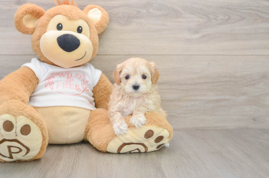 Happy Maltipoo Baby