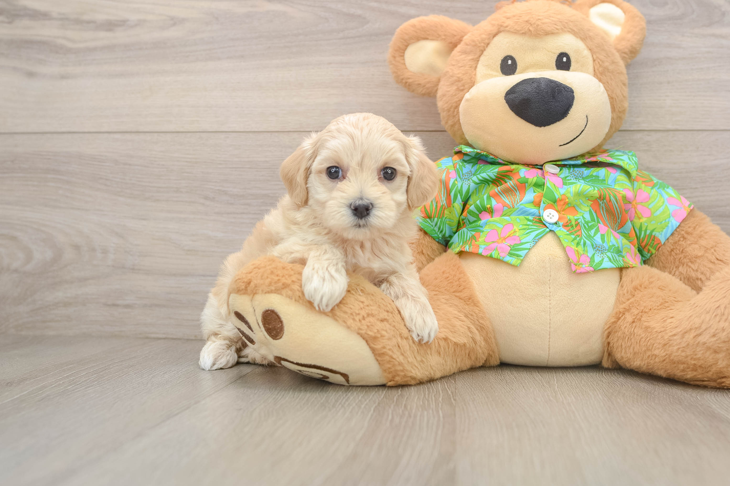 Cute Maltipoo Baby