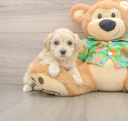8 week old Maltipoo Puppy For Sale - Puppy Love PR