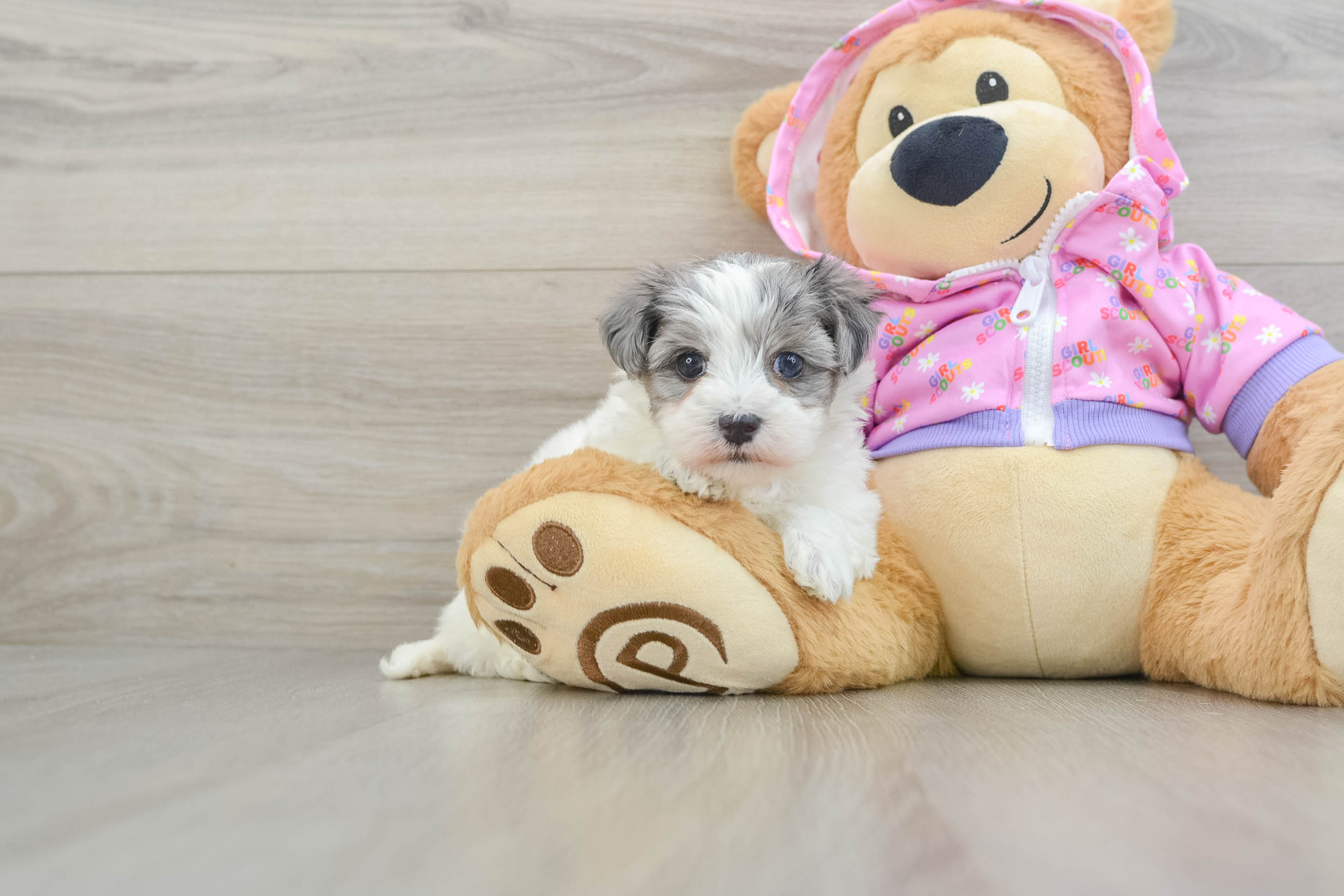 Small Maltipoo Baby