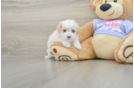 Best Maltipoo Baby